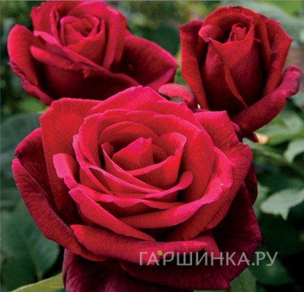 Роза Мистер Линкольн чайно-гибридная, Топалович
