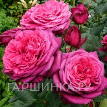 Роза Дивайн чайно-гибридная, Imperial Rose