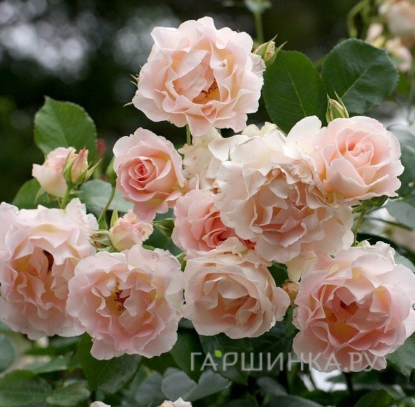 Роза Рококо кустарниковая, Тантау