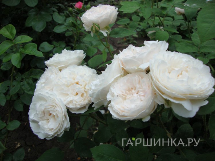 Роза Винчестер Кафедрал, Д.Остин кустарниковая