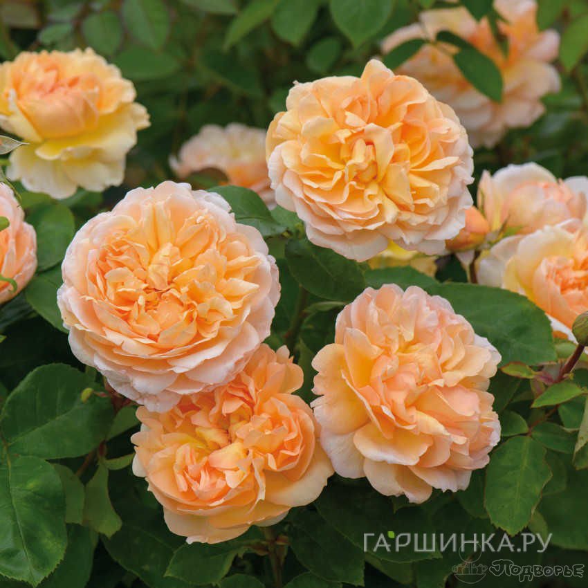 Роза Зе Леди Гарднер, Д.Остин кустарниковая