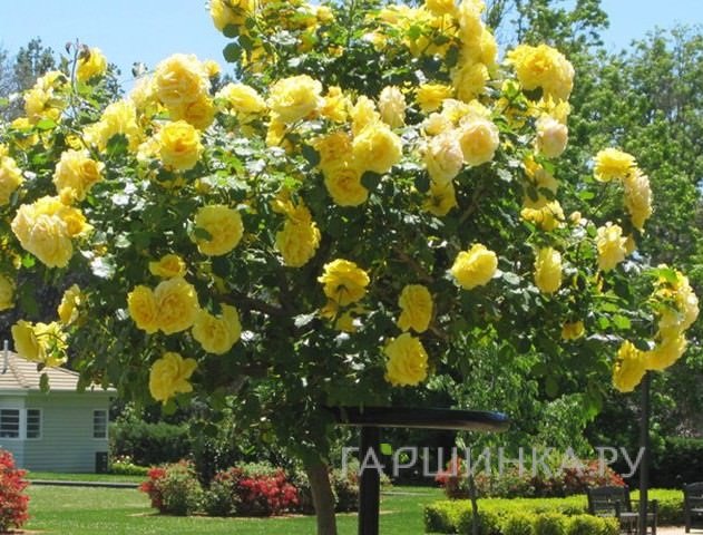 Роза Шарлотта на штамбе  90см