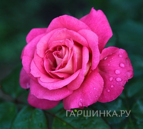 Роза Шогун плетистая, Тантау