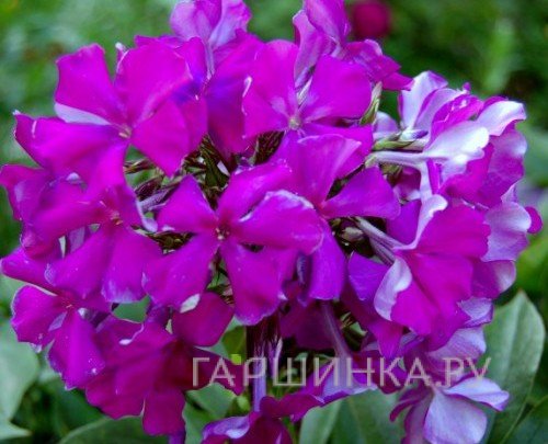 Флокс Шансон