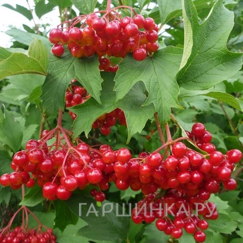 Калина Сладкоплодная