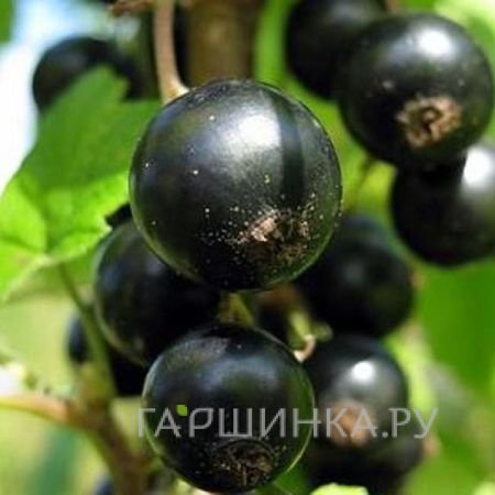 Смородина Нежданчик черная
