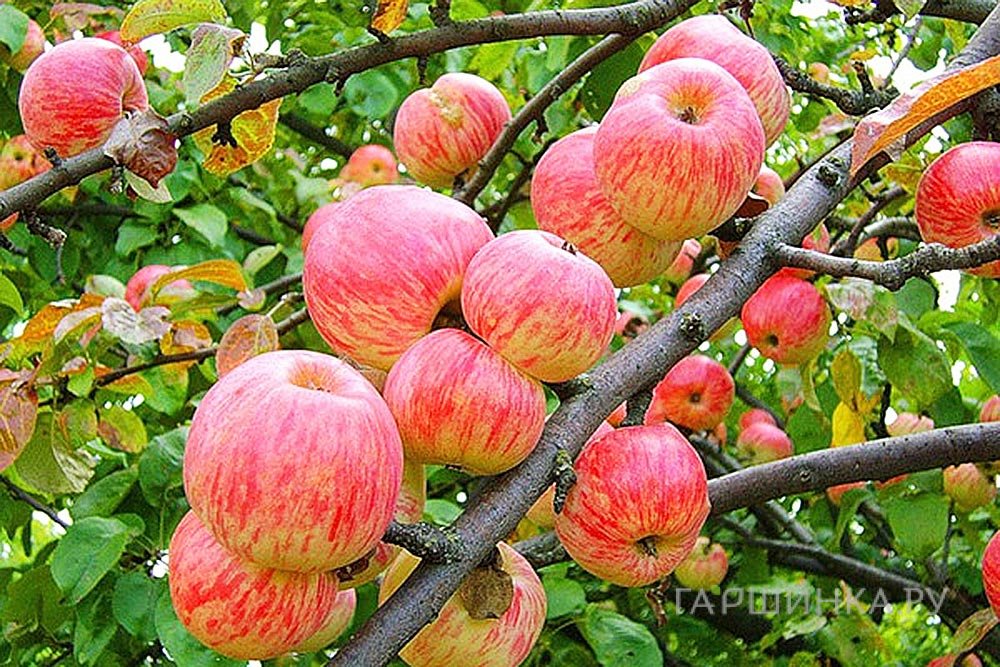 Яблоня Авенариус