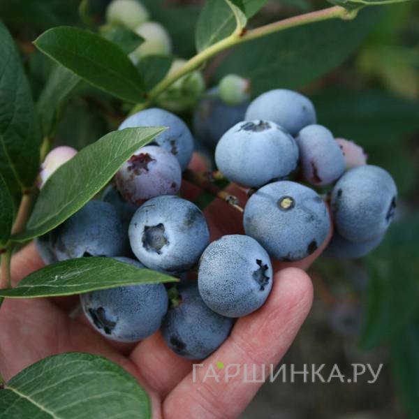 Голубика Дэнис Блю