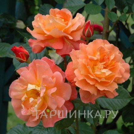 Роза Вестерланд кустарниковая, Кордес