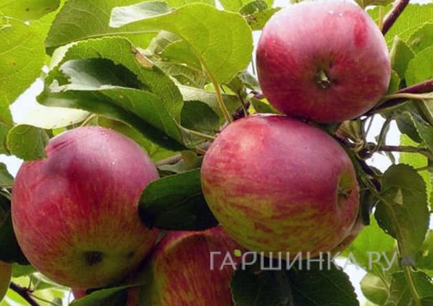 Яблоня Бельфлер башкирский
