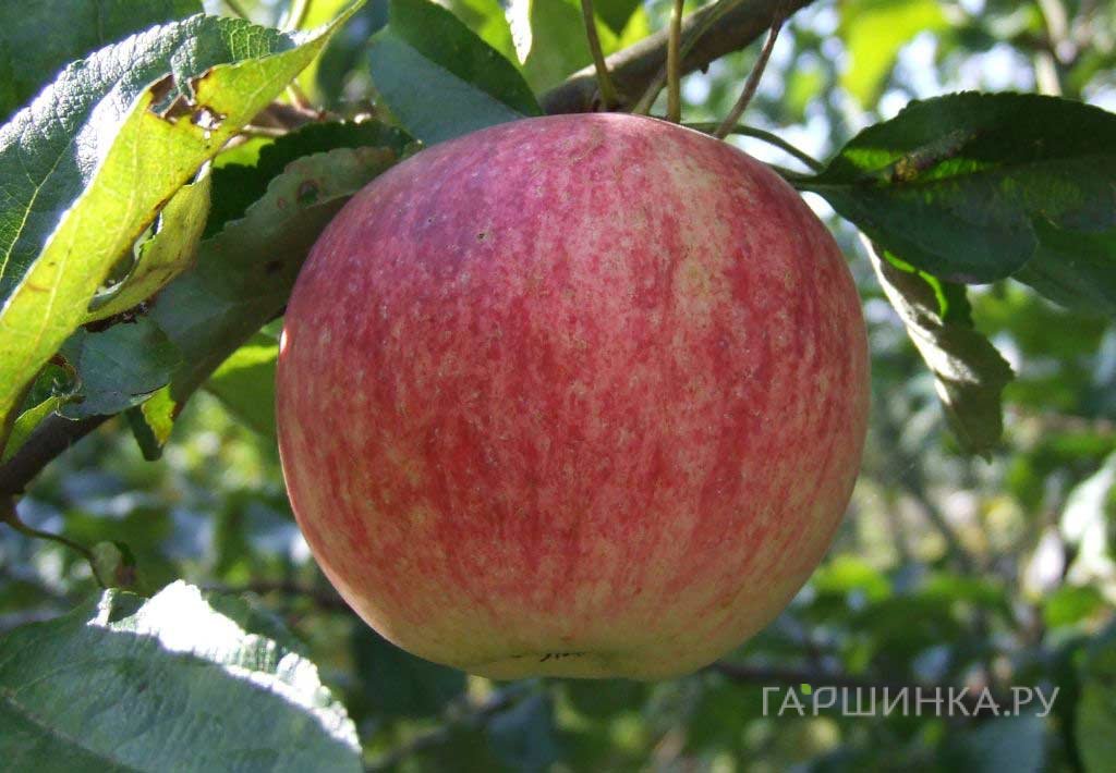 Яблоня Бутуз