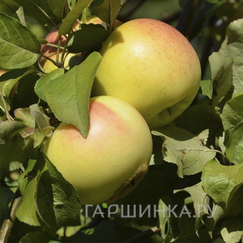 Яблоня Детское
