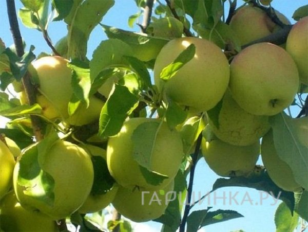 Яблоня Шампанское
