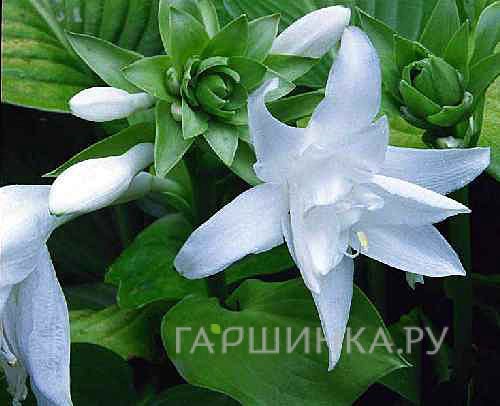 Хоста Афродита (M)