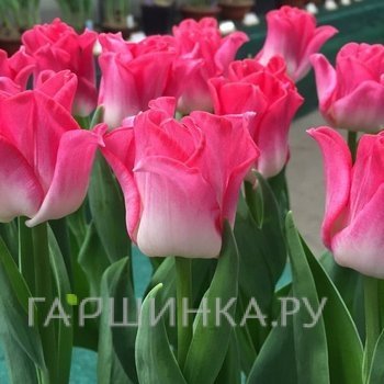 Тюльпан Краун оф Династи Триумф 4шт