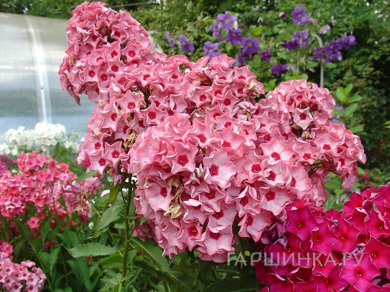 Флокс метельчатый Фейрител оф Урал