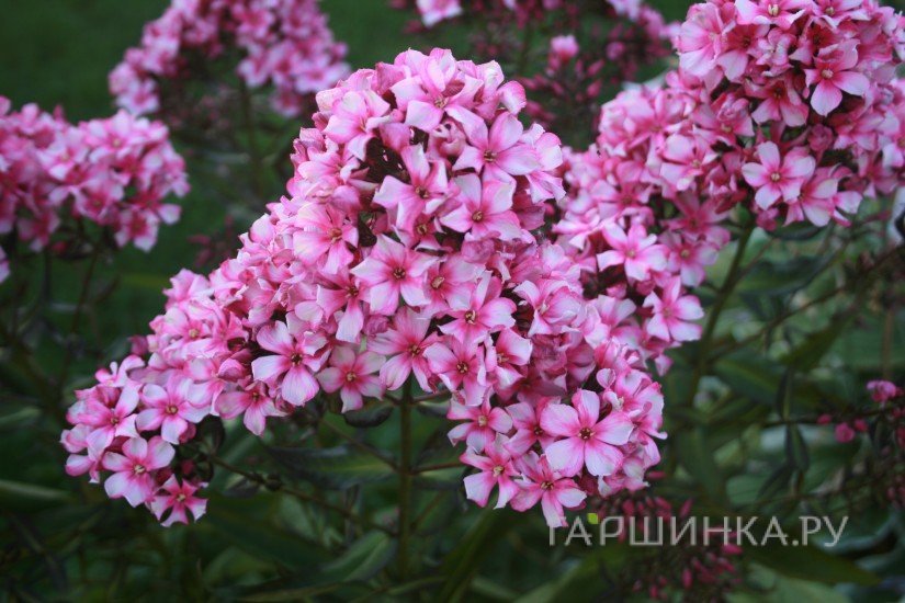 Флокс метельчатый Мисс Эли