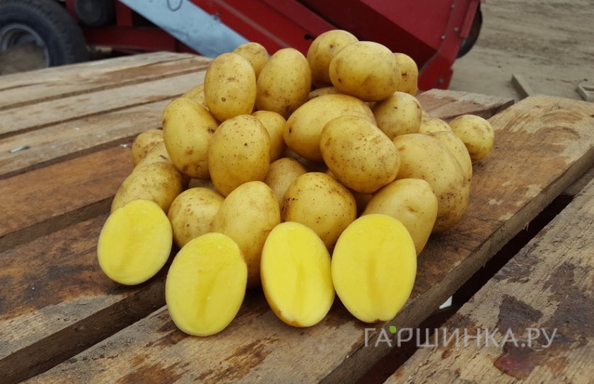 Картофель Гала 2кг
