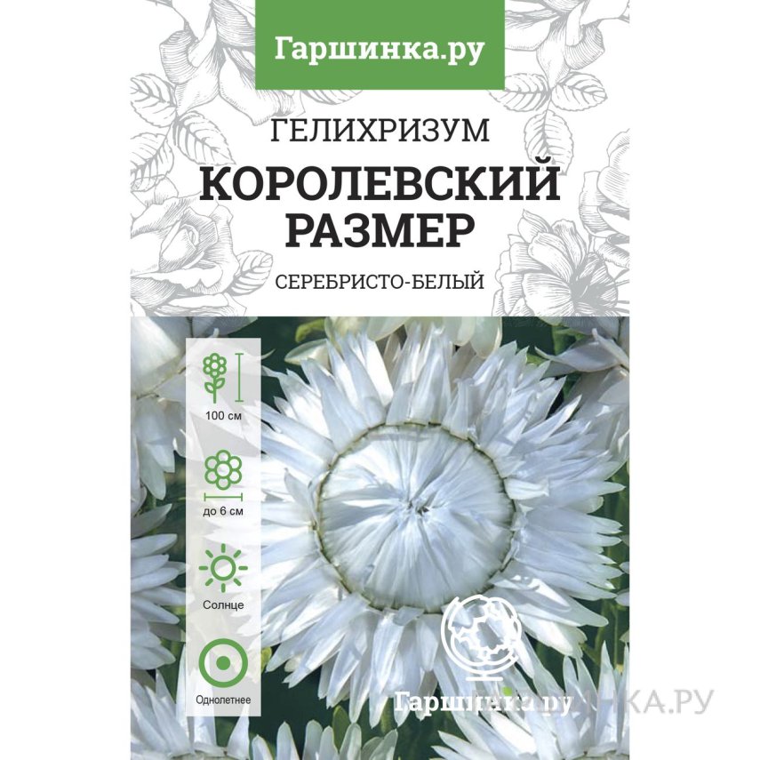Семена Гелихризум Королевский размер серебристо-белый