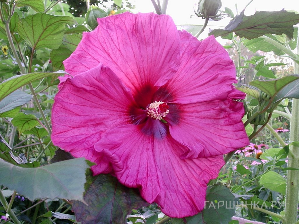 Гибискус Plum Crazy