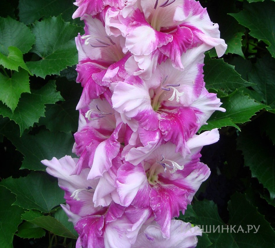 Гладиолус Аэлита