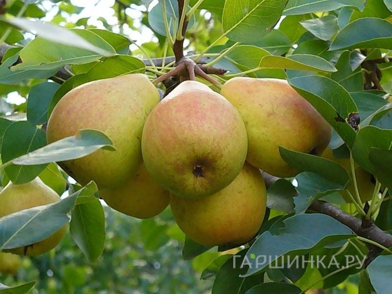 Груша Ровесница