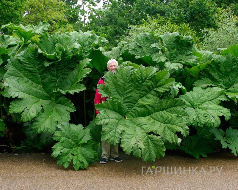 Гуннера рукавчатая