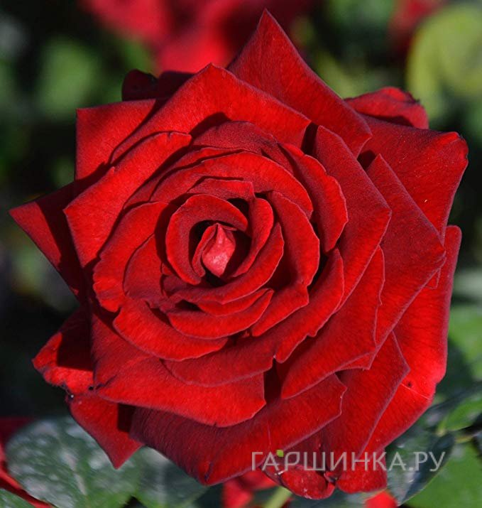 Роза Ингрид Бергман, Викс