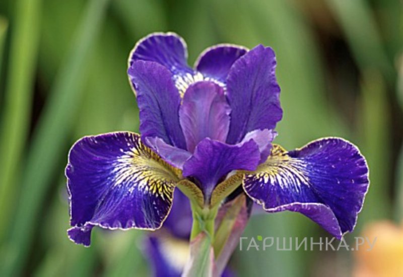 Ирис сибирский Голден Эдж