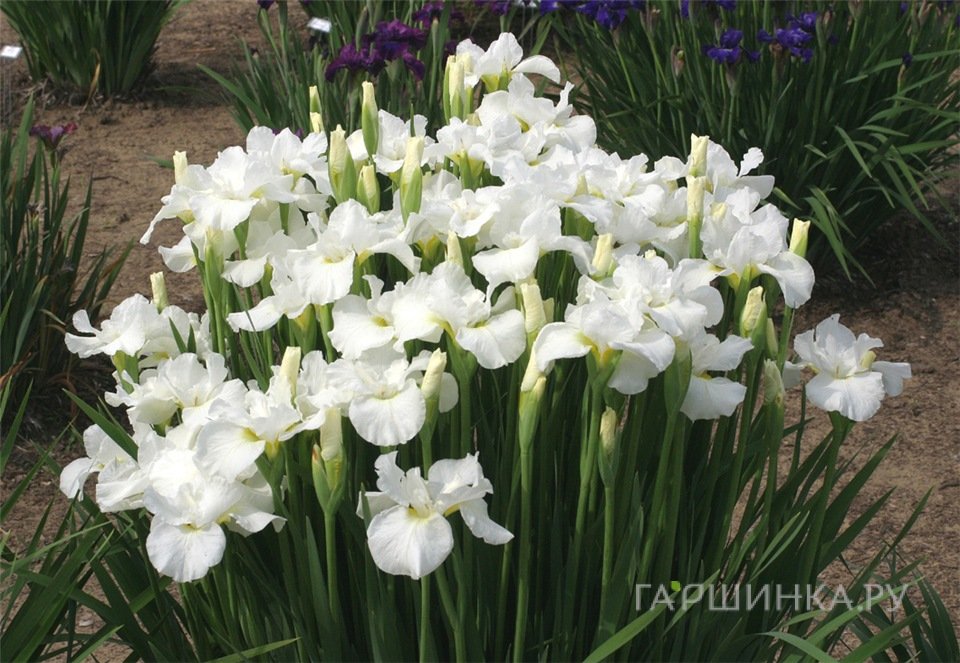 Ирис сибирский Суон ин Флайт