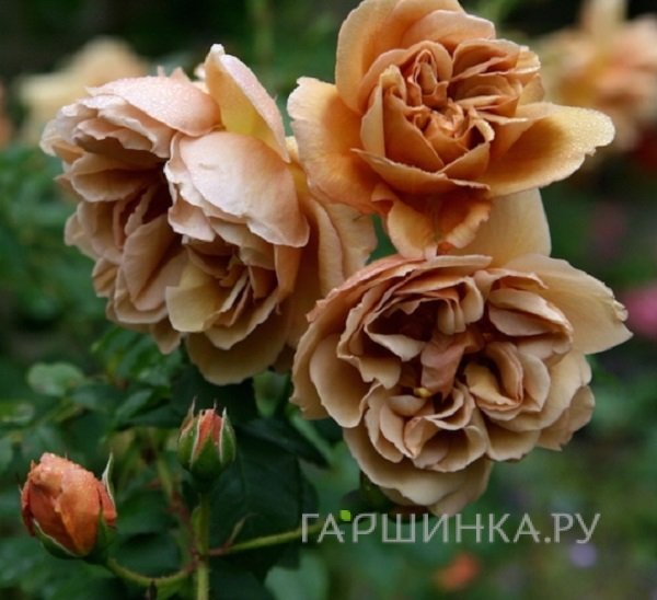 Роза Кафе, Кордес