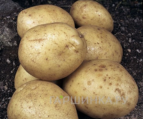 Картофель Богатырь 2кг