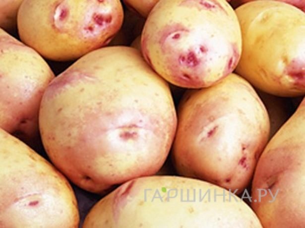 Картофель Синеглазка 2кг