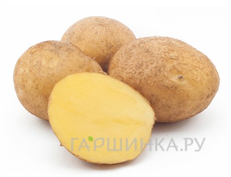 Картофель Винета 2кг