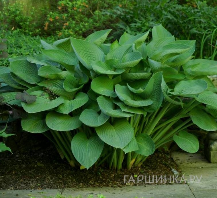 Хоста Т Рекс (XL)