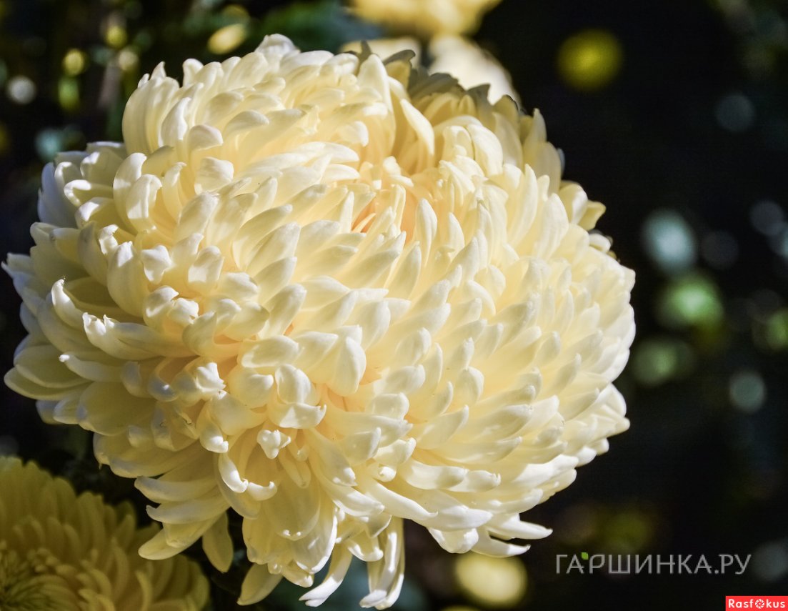 Хризантема Кремист Вайт