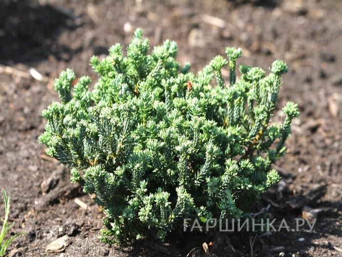 Кипарисовик горохоплодный Блу Рок