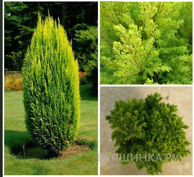 Кипарисовик Лавсона Эллвудз Голд