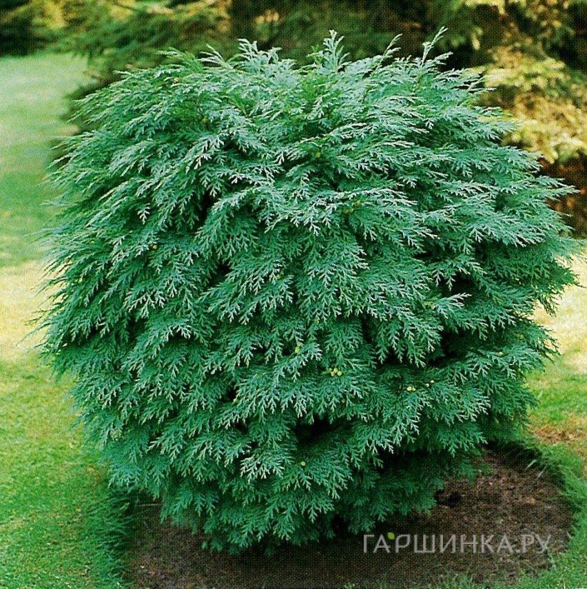 Кипарисовик Лавсона Глобоза