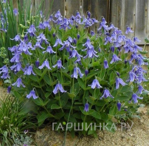 Клематис цельнолистный