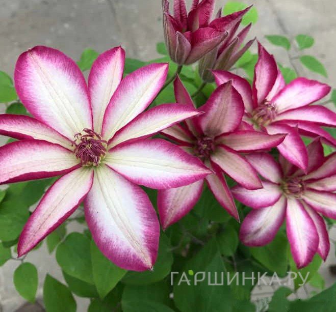 Клематис Пикоти крупноцветковый (2)
