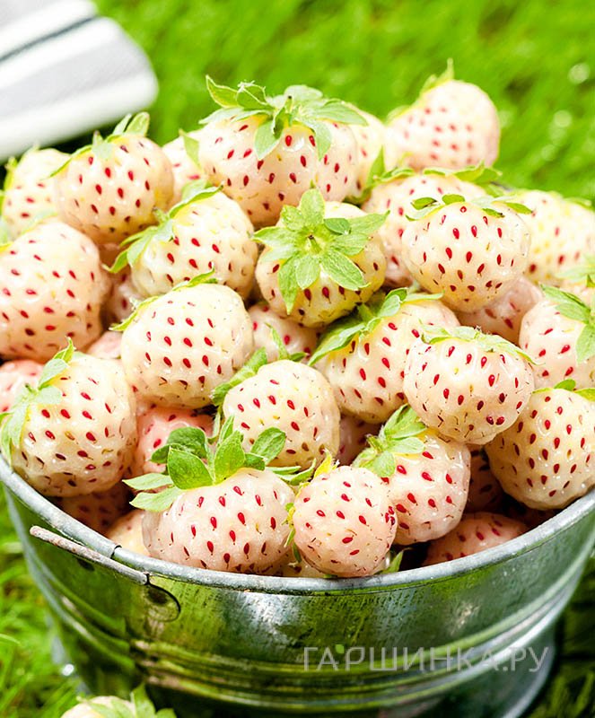 Клубника Пайнберри