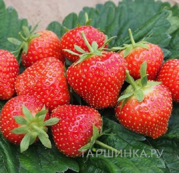 Клубника Соната