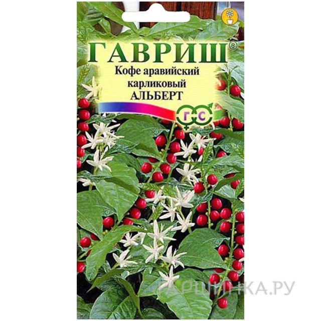 Семена Кофе аравийский карликовый Альберт, 5 шт