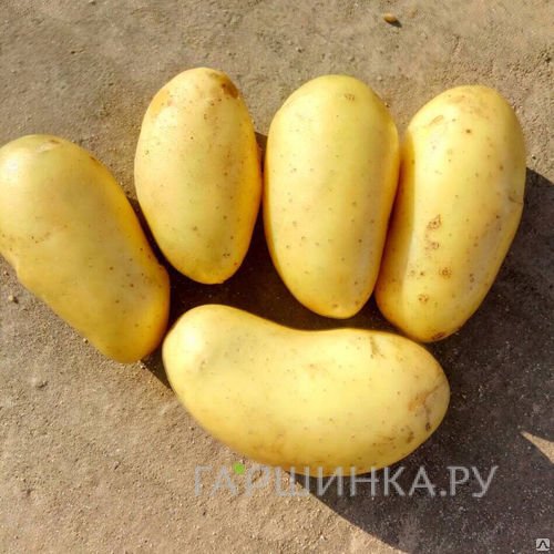 Картофель Королева Анна 2кг