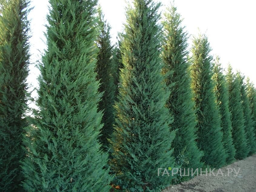 Купрессоципарис Лейланда