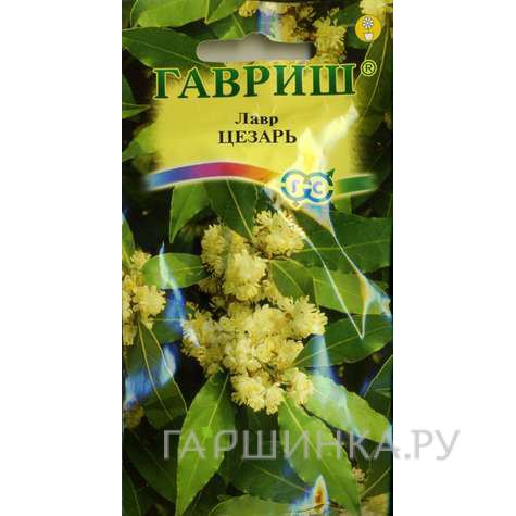 Семена Лавр благородный Цезарь 3шт.