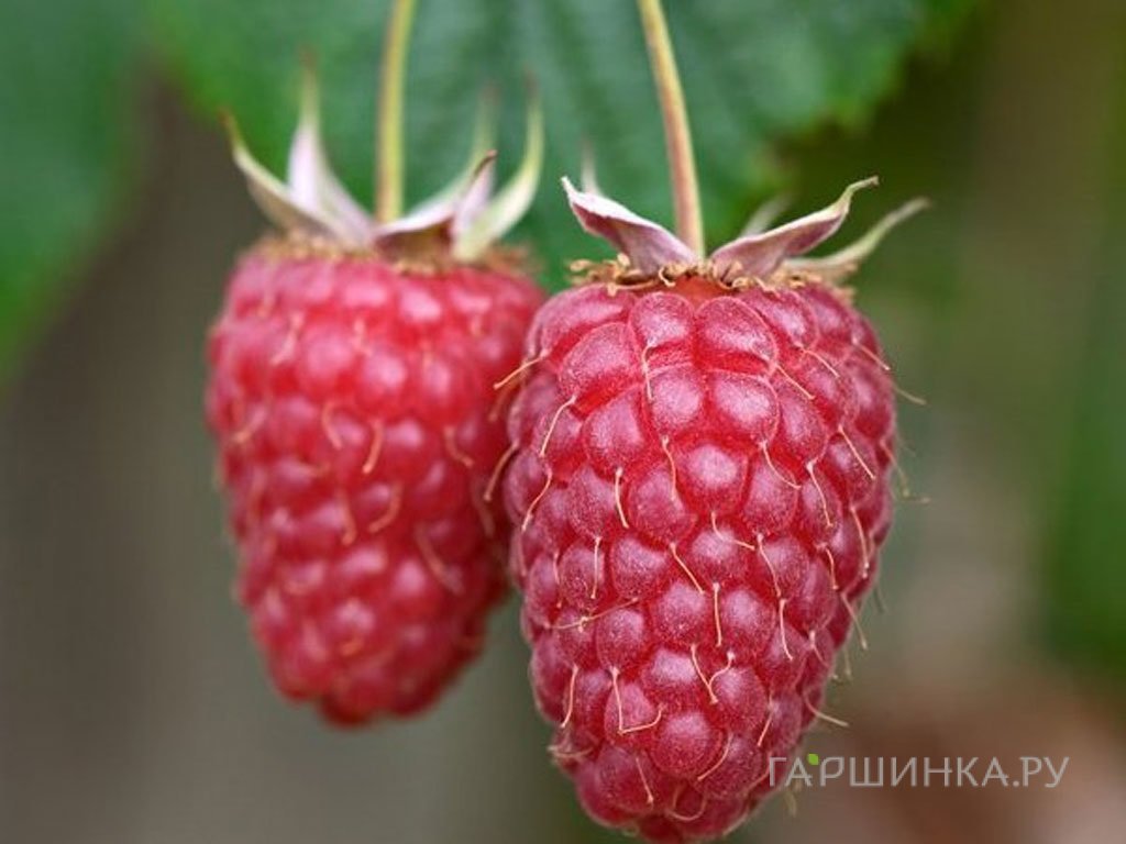 Малина Гусар красная