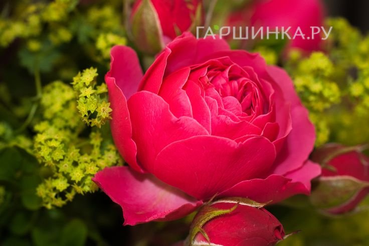 Роза Мэджик Рококо кустарниковая, Тантау
