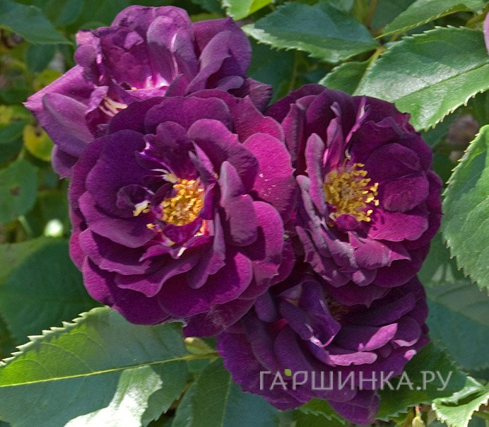 Роза Миднайт Блю, Викс